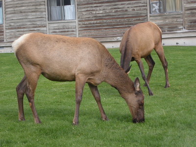 Elk ליד משרדי פארק ילוסטון