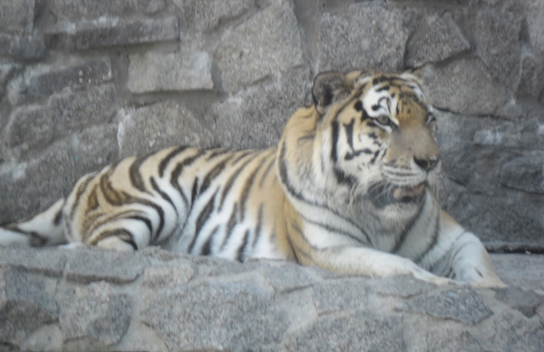 SAM_0678.JPG