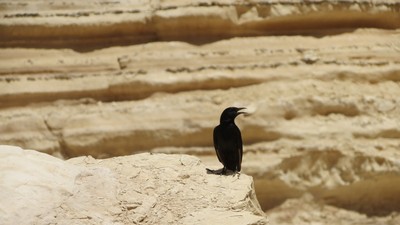IMG_0374 (Large).JPG