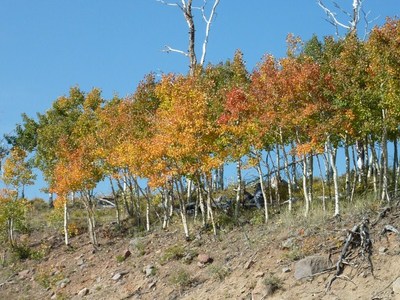 צבעי שלכת, Dixie Forest.