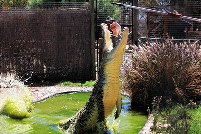 Greenough wildlife park