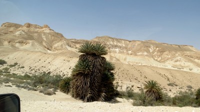 עין זיק