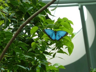 יער הגשם, מוזיאון Academy of Science, סן פרנסיסקו.