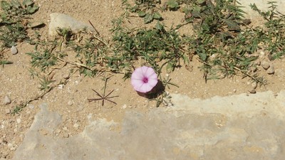 IMG_0420 (Large).JPG