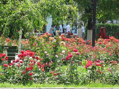 IMG_3186 (Medium) (2).JPG