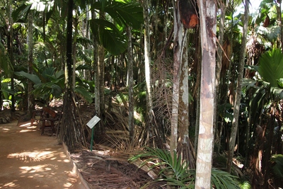 עץ מיוחד ב VALLEE DE MAI