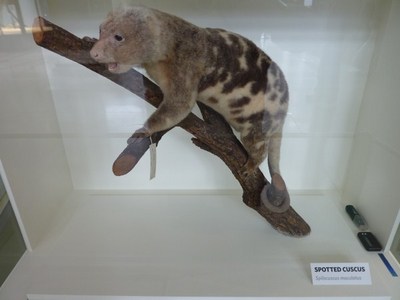 יש חיה כזו... Spotted Cuscus, מוזיאון Academy of Science, סן פרנסיסקו.