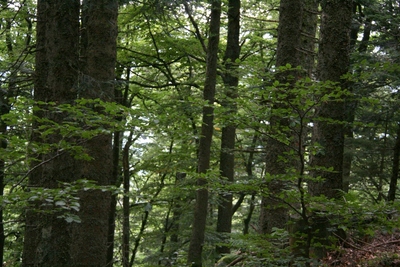 lac vert4.jpg
