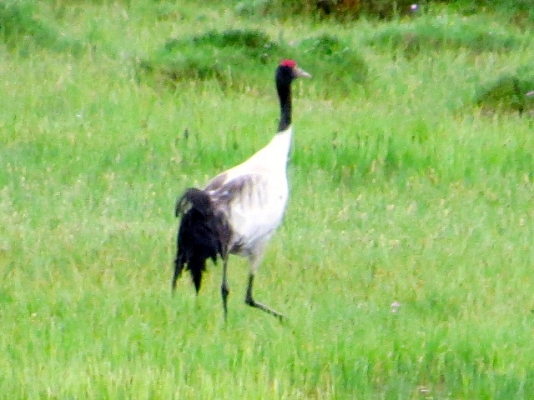 IMG_3379.JPG