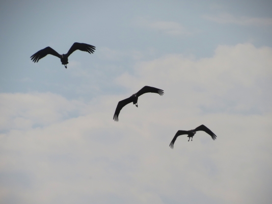 IMG_2987.JPG