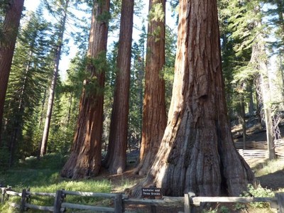 Mariposa Grove, יוסמיטי.