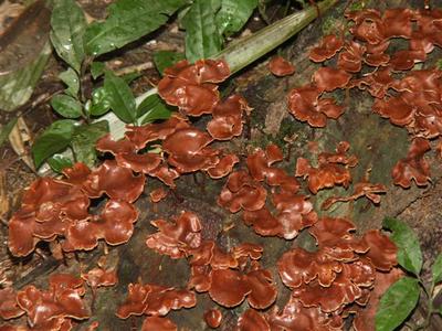 פטריות באזור היער
