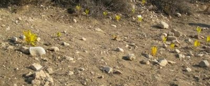 תמונה מייצגת עבור הפוסט: טיול לחלמוניות של להבים