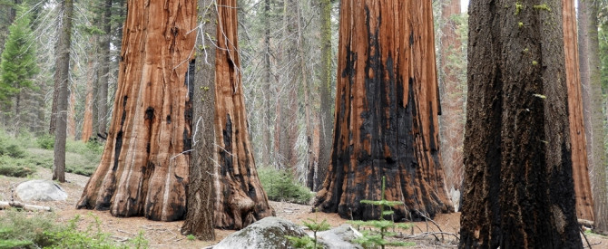 תמונה ראשית עבור: Giant Sequoia - Sequoiadendron giganteum - סקויון ענק