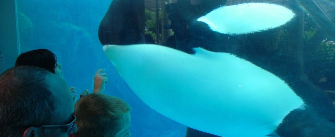 מדריך SeaWorld - סן דייגו