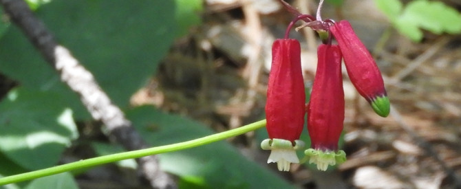 Dichelostemma ida-maia - Firecracker Flower - פרחי זיקוקים