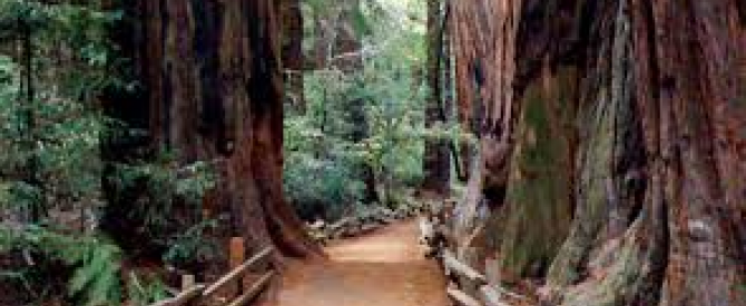 תמונה מייצגת עבור הפוסט: טיול משפחתי בשמורת Muir Woods קליפורניה