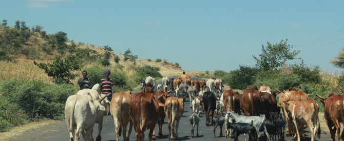 מסלול ארוך באתיופיה מתוך הטיפ של דר.נטע - למטייל