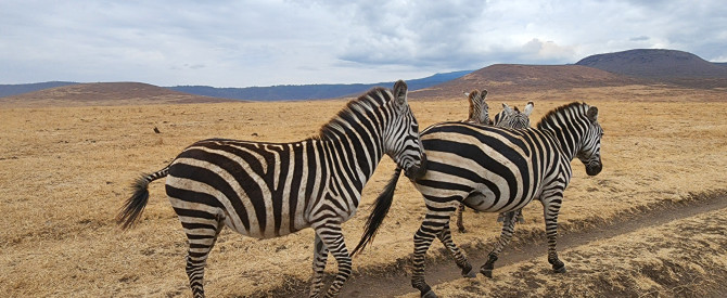 Discover Local Experience Tours and Safaris Tanzania מתוך הטיפ של מטייל_4189034 - למטייל