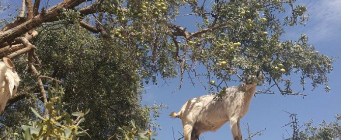 Cabras de Argán מתוך הטיפ של itzik levy - למטייל