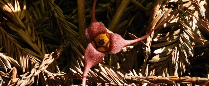 תמונה ראשית עבור: Asarum caudatum - Western Wild Ginger - "זנגביל-בר" מערבי