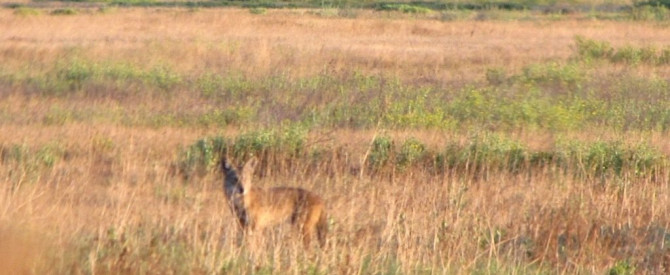 מקלט חיות הבר בקולוסה – Colusa NWR – המשך