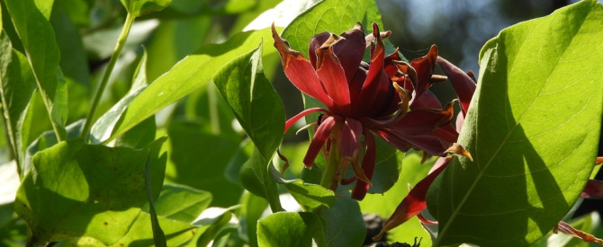 תמונה ראשית עבור: Calycanthus occidentalis - Western Spicebush - קליקנתוס מערבי