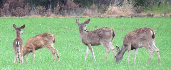 תמונה ראשית עבור: איילים בקליפורניה - Mule Deer – Odocoileus hemionus