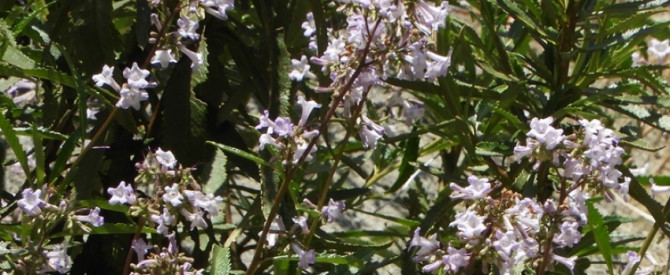 פרחים בקניון המלכים, חלק III