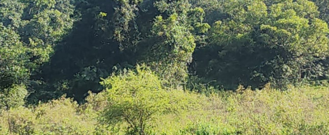 צ'מנדה נהג בסרילנקה מתוך הטיפ של מטייל_4253382 - למטייל