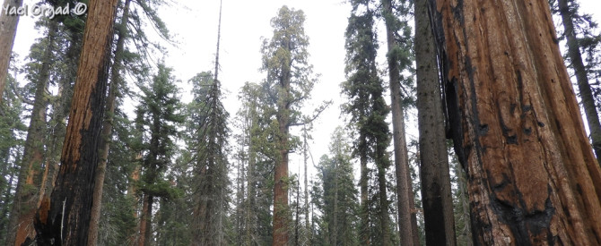 הפארק הלאומי סקוויה - Sequoia National Park
