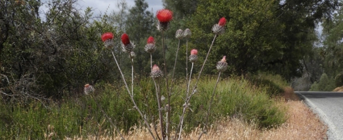 תמונה ראשית עבור: קוצן מערבי - Cirsium occidentale