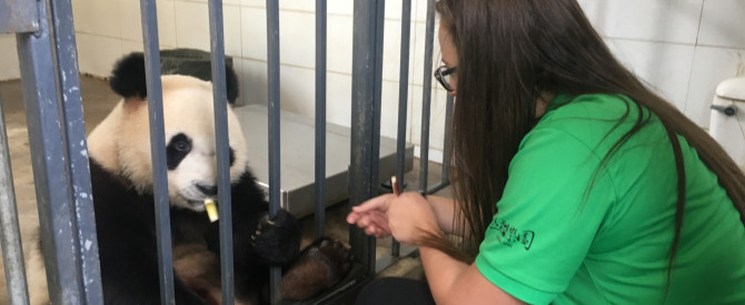 בסיס פנדות דיג'וג'יאן מתוך הטיפ של ורדה אייל עשהאל - למטייל