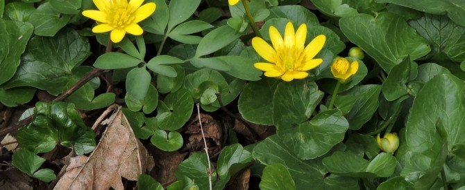Ranunculus ficaria - נורית הלב (ועוד נורית) מפראג