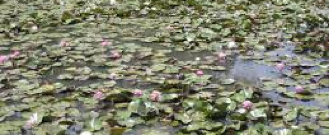Kenilworth Park & Aquatic Gardens מתוך הטיפ של 2aurora - למטייל