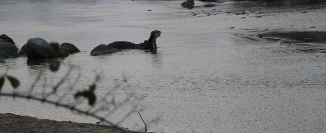 Ruaha River Lodge