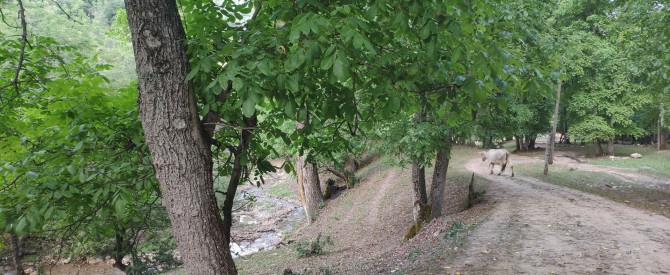 Sary-Chelek