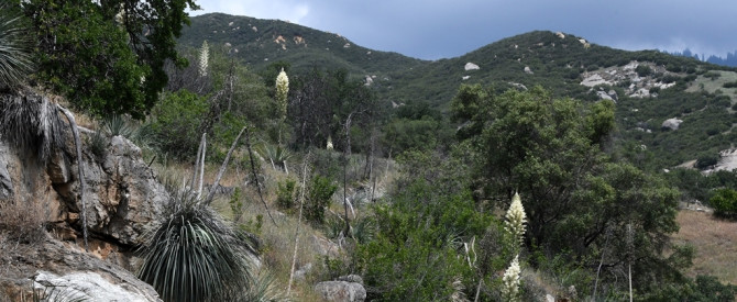 Chaparral Yucca - Hesperoyucca whipplei - יוקה קליפורנית