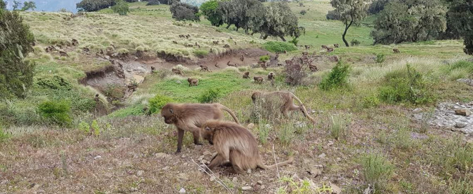 גטאצ'ו סיסאיי אשטו - מדריך טיולים באתיופיה מתוך הטיפ של דרג'ה Dereje simon - למטייל