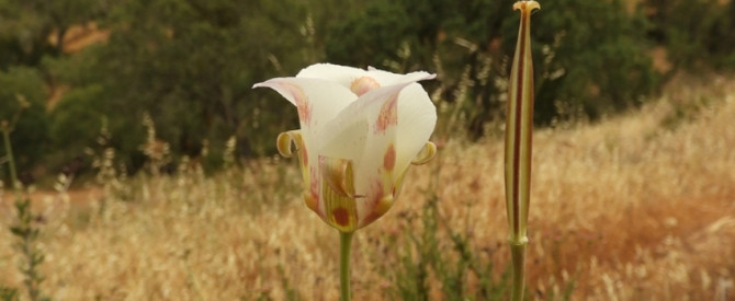 Calochortus venustus - Butterfly Mariposa Lily - קלוכורטוס יפה