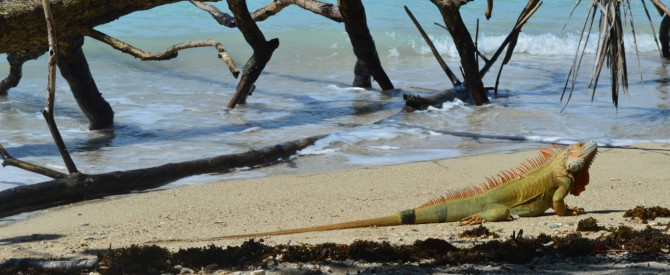 Puerto viejo פוארטו ויאחו, קוסטה ריקה