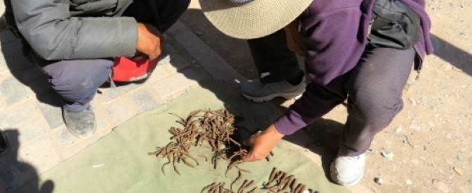 תמונה מייצגת עבור הפוסט: טיבט והרמה הטיבטית : བོད་ . נאגצן - Nangqên County ནང་ཆེན། . פרק שני.