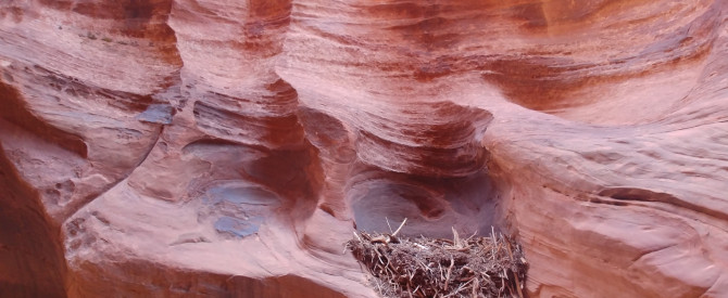 Vermilion Cliffs National Monument מתוך הטיפ של פרוידי - למטייל