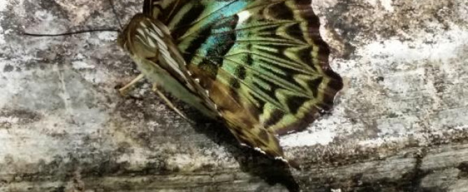סוכנות כוכב הצפון מתוך הטיפ של niradi28 - למטייל