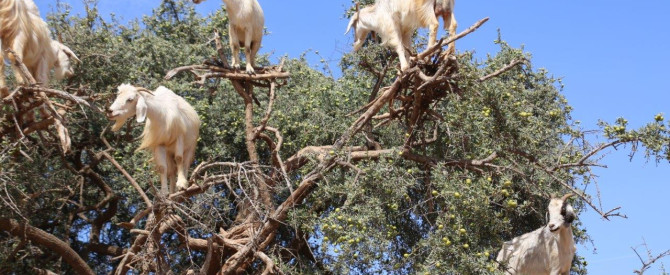 Cabras de Argán מתוך הטיפ של itzik levy - למטייל