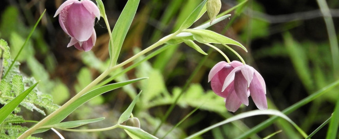 תמונה ראשית עבור: Calochortus - Fairy Lanterns - פנסי פיות