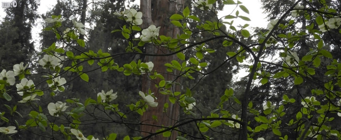 Mountain Dogwood - Cornus nuttallii - קרנית הררית