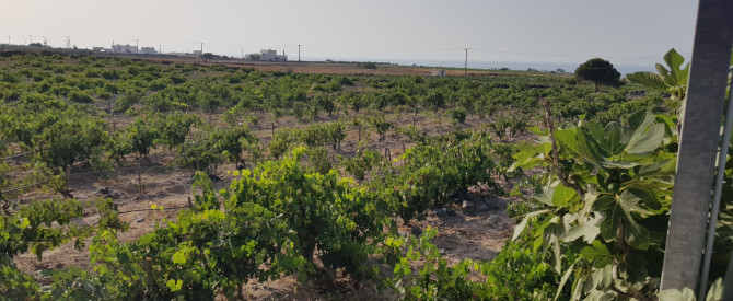 domaine sigalas מתוך הטיפ של אור .א. - למטייל