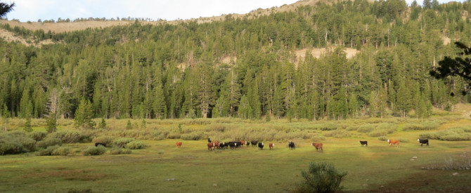 תמונה מייצגת עבור הפוסט: PCT - Tahoe to Yosemite - יום 05