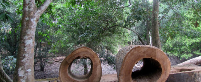 מקדש טא פרום מתוך הטיפ של מיכל בן אריה - למטייל